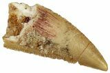 Serrated Raptor Tooth - Real Dinosaur Tooth #297566-1